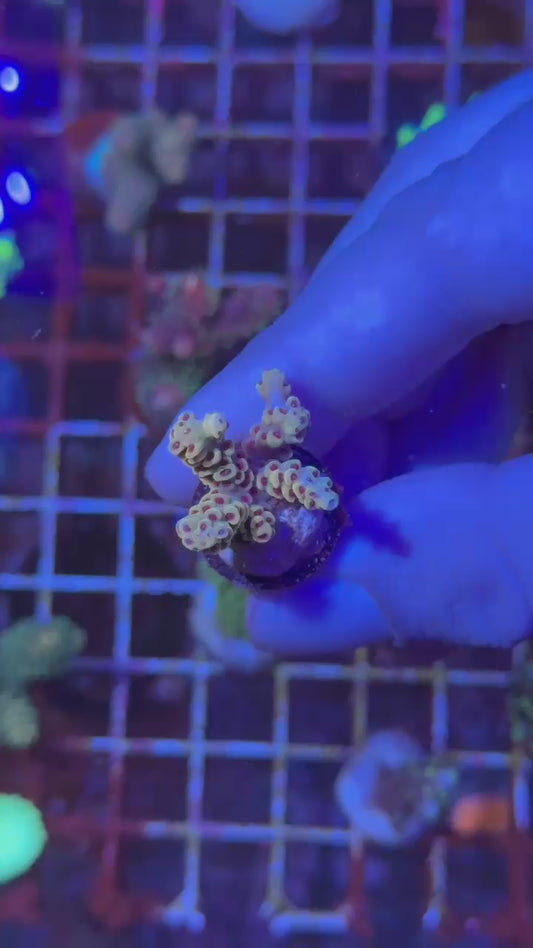 Papaya selago ( Acropora selago )