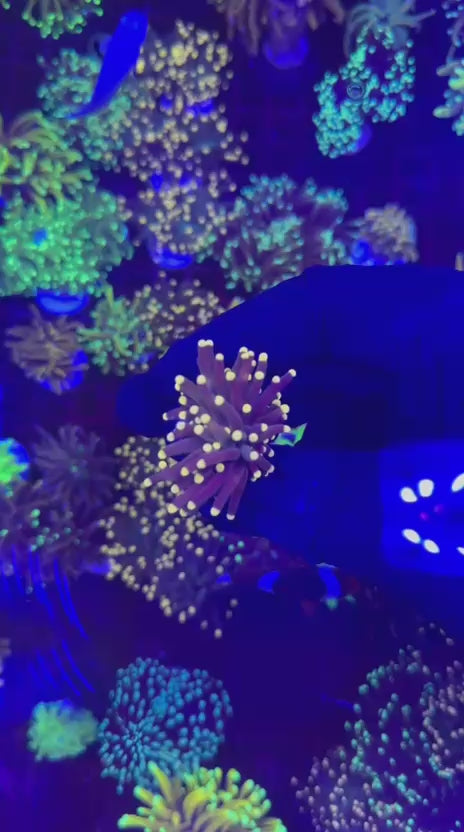 Joker torch (Euphyllia glabrescens)
