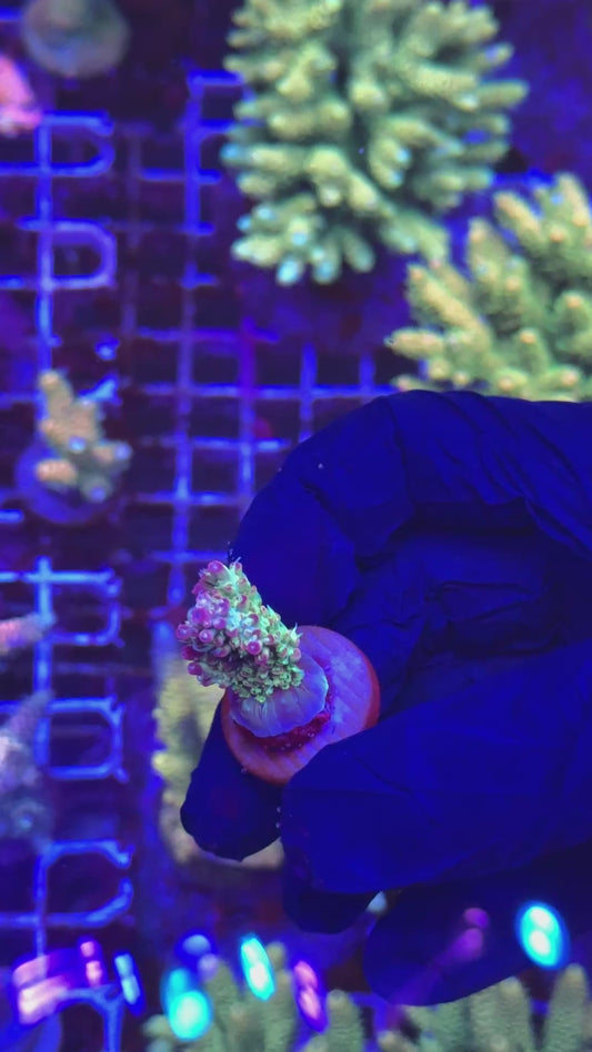 Master micro frag (Acropora microclados)