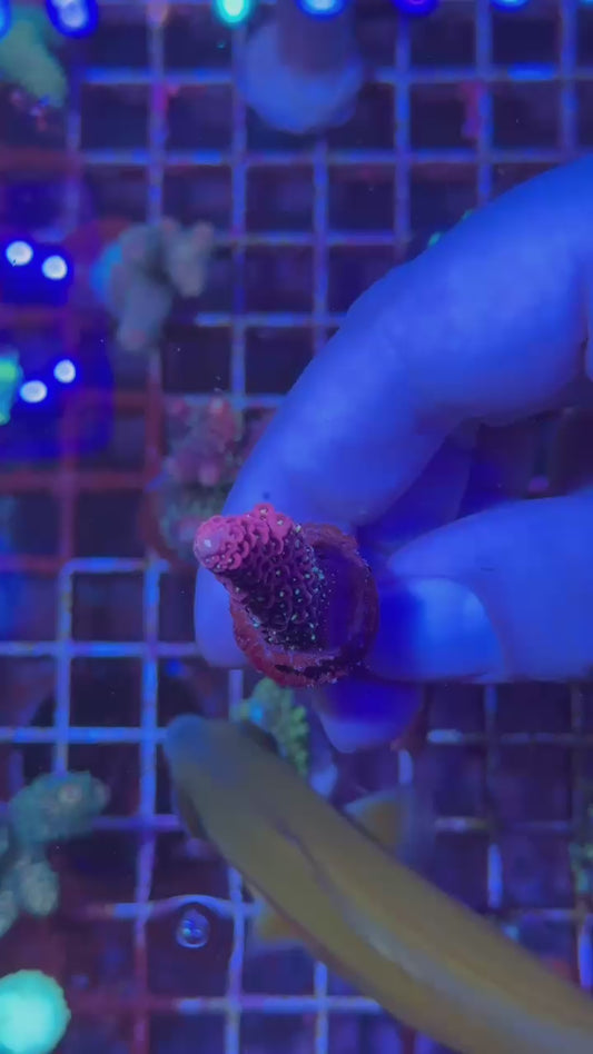 Panthom milly ( Acropora millepora )