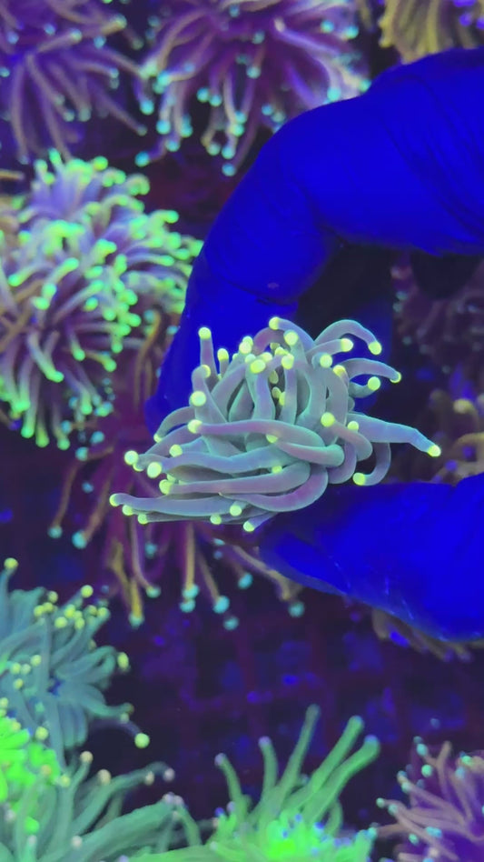 Orange tips torch ( Euphyllia glabrescens ) (Copia)