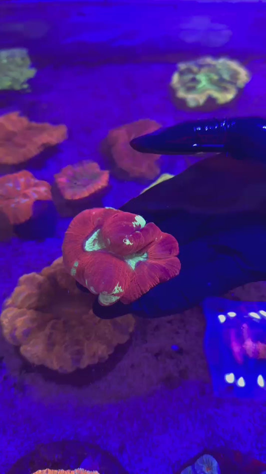 Red & green trachy ( Trachyphyllia geoffroyi )