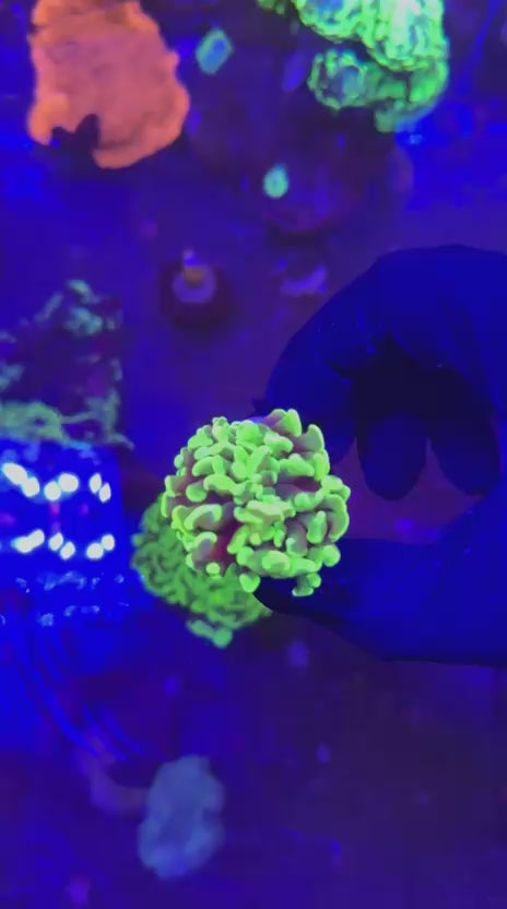 Toxic green Aussie hammer (Euphyllia paraancora)