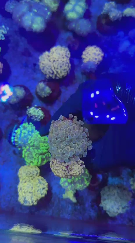 Combo hammer (Euphyllia paraancora)