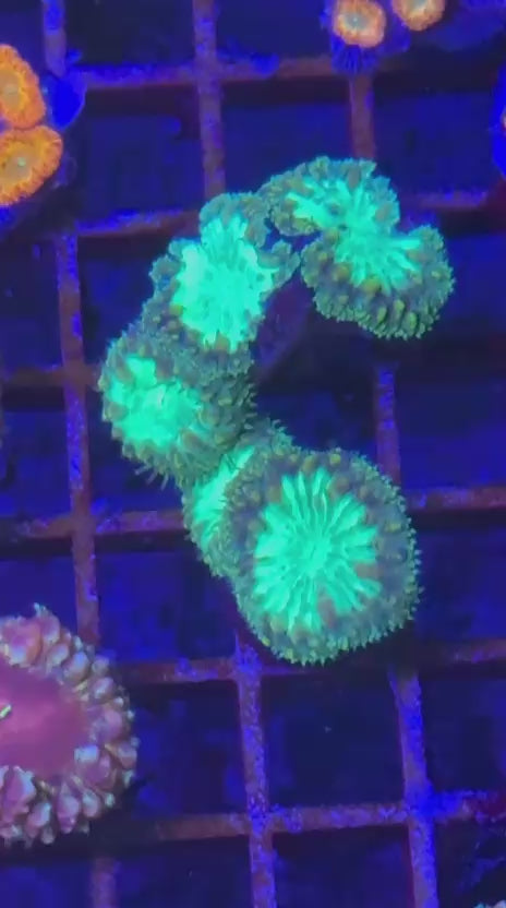 Tiger blasto (Blastomussa wellsi)