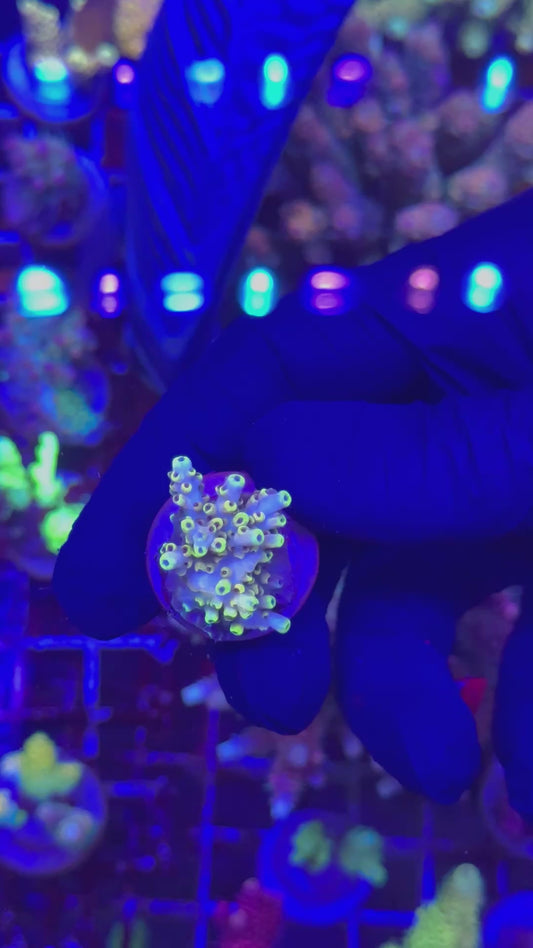 Pikachu Frag (Acropora cytherea)