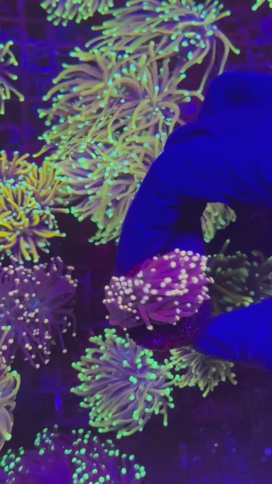 Dark knight torch 2h (Euphyllia glabrescens)