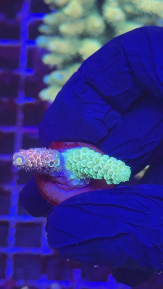 Ultra combo tenuis frag (Acropora tenuis)