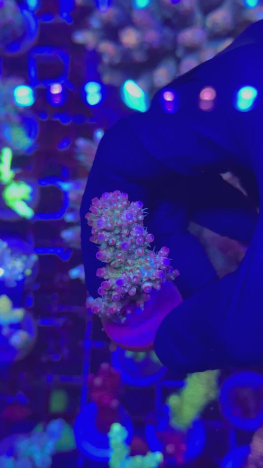 Master grade Microclados Frag (Acropora microclados)