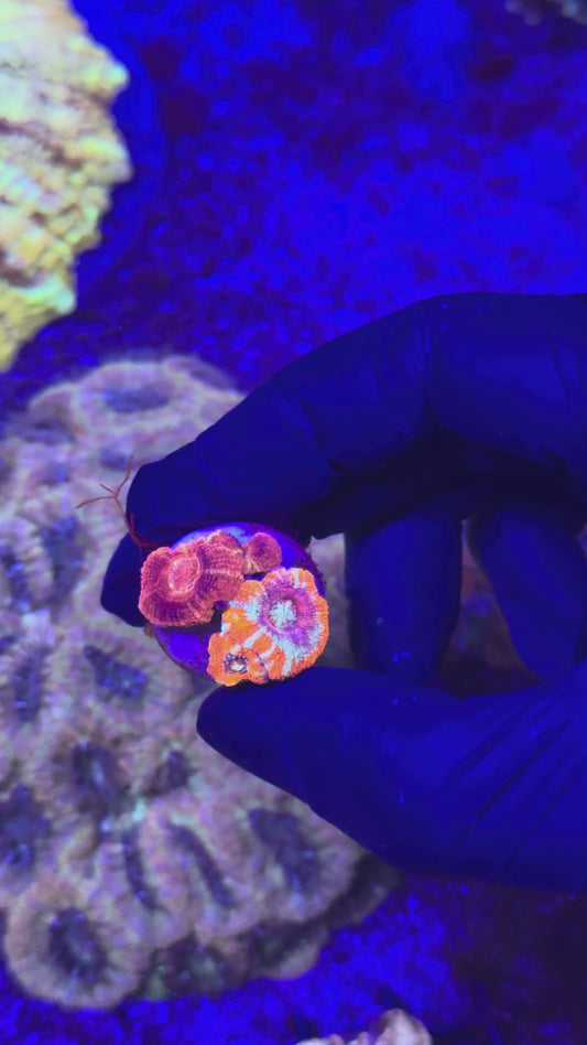 Peppermint acans (Acanthastrea lordhowendsis)
