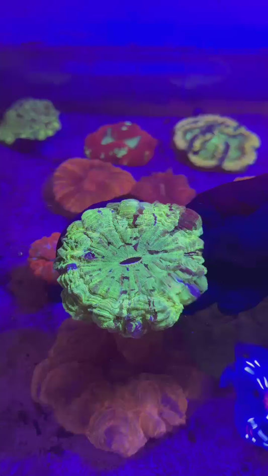 Ultra green splatter acantho ( Acanthophyllia deshayesiana )