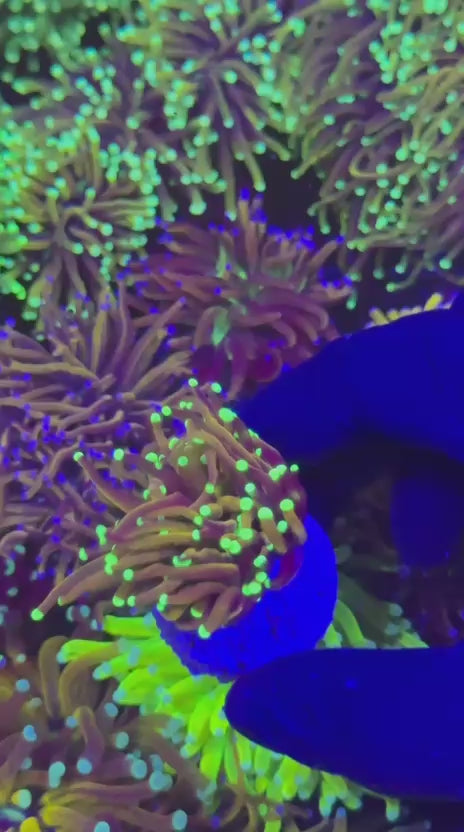 Indo Gold Torch Yellow Tips (Euphyllia glabrescens)