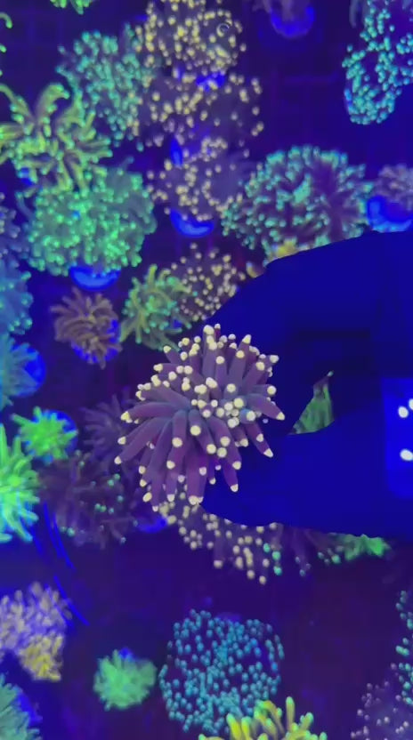 Joker torch (Euphyllia glabrescens)