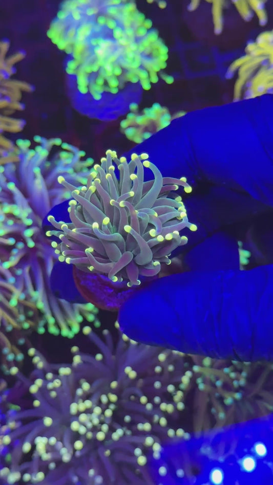 Orange tips torch ( Euphyllia glabrescens )