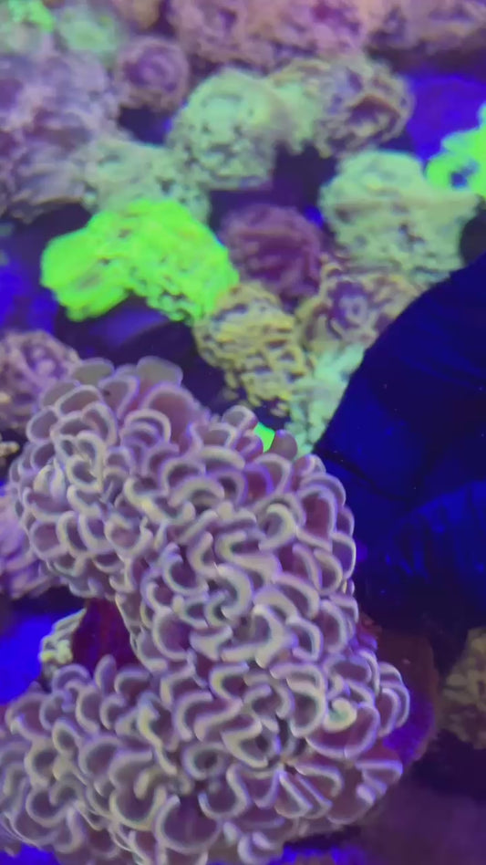 Pink hammer (Euphyllia ancora)