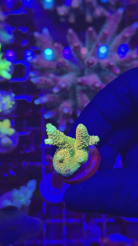 Ultra sunset milly Frag (Acropora millepora)
