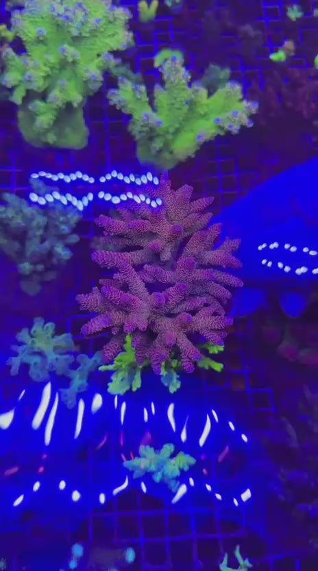 Acropora millepora colony rainbow ultra