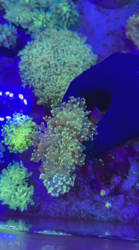Hulk para (Euphyllia paradivisa)