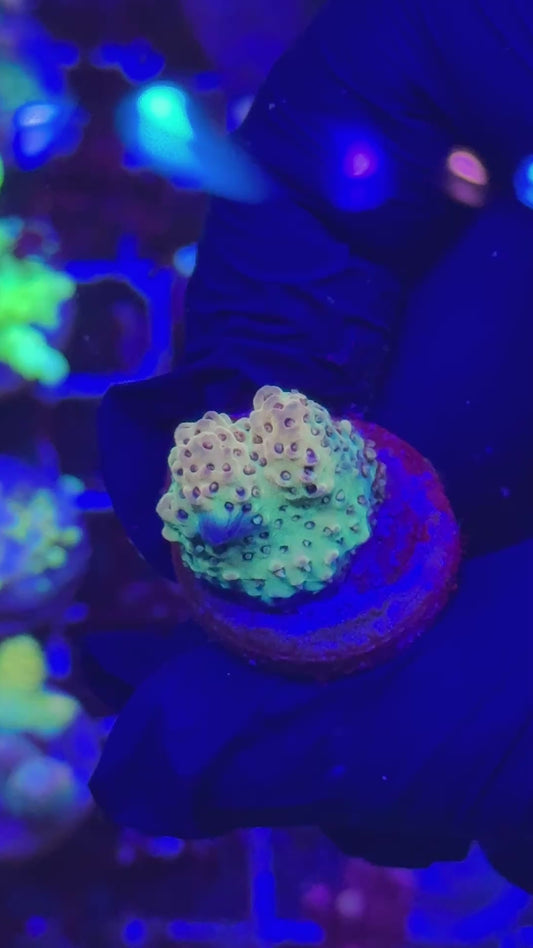 Bicolor hyachi Frag (Acropora hyacinthus)