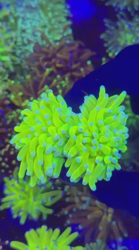 Avalanche Holy Grail torch (Euphyllia glabrescens)