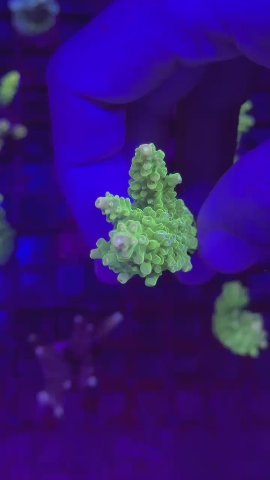 Acropora divaricata sour patch