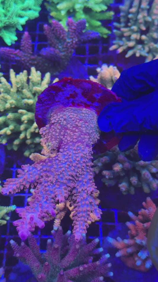 CG Pink Lady Abro colony (Acropora Abrotanoides)