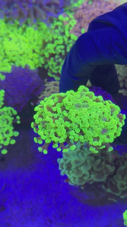 Ultra blotchy hammer (Euphyllia paraancora)