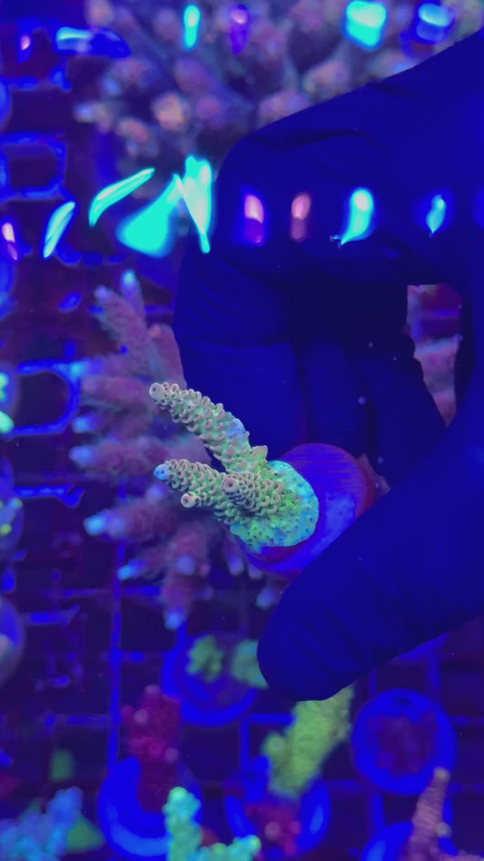 Bicolor hyachy Frag (Acropora hyacinthus )