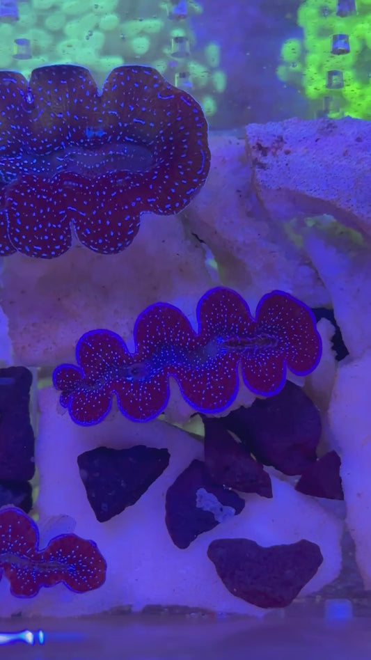 Tridacna crocea Super Blue