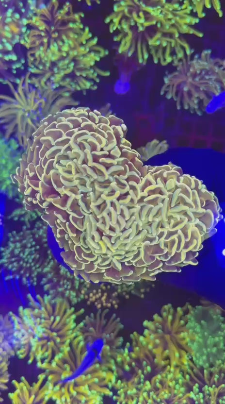 Orange Hammer (Euphyllia ancora)