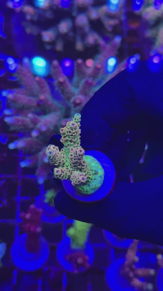 Orange planet Frag (Acropora hyacinthus)