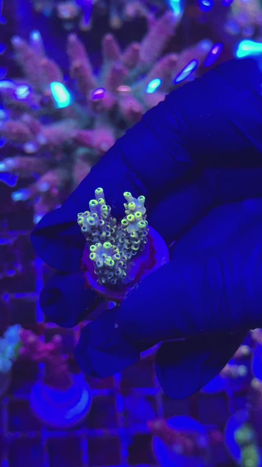 Pikachu frag (Acropora cytherea)
