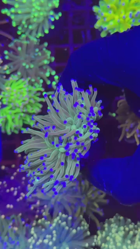 Blueberry 2h (Euphyllia glabrescens)