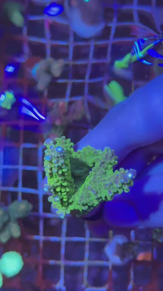 Mango divaricata ( Acropora divaricata )