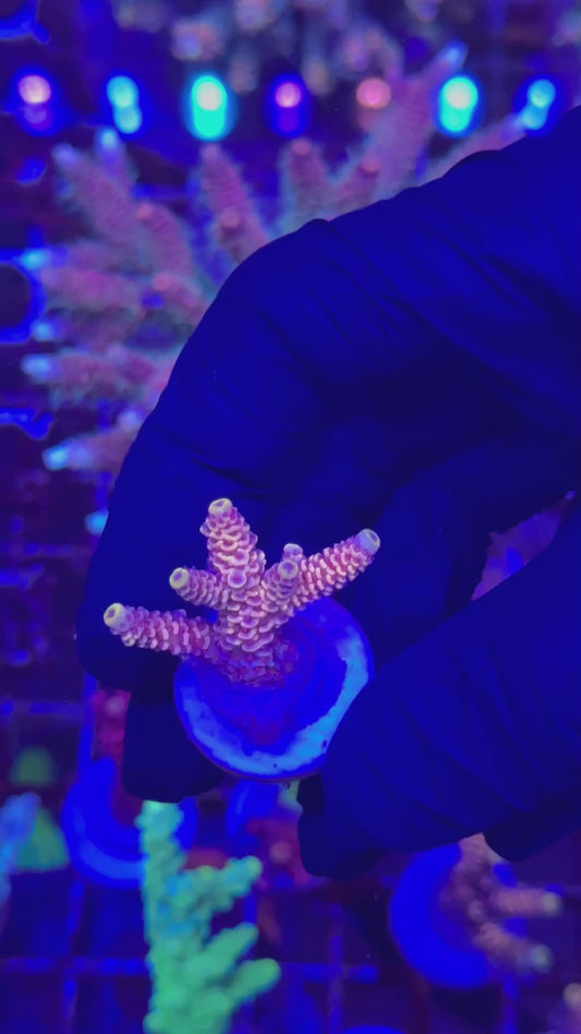 Orange pink milly frag (Acropora millepora)