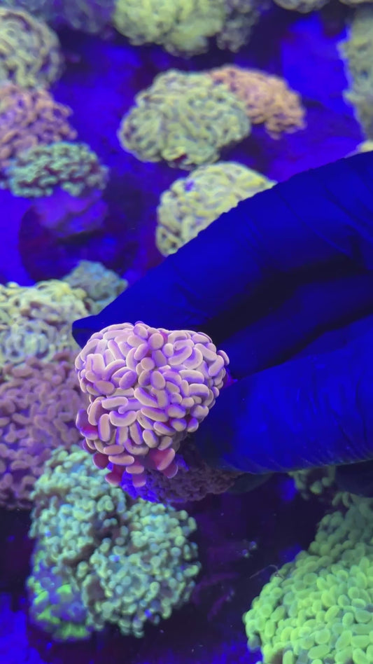 Ultra orange paraancora ( Euphyllia paraancora )