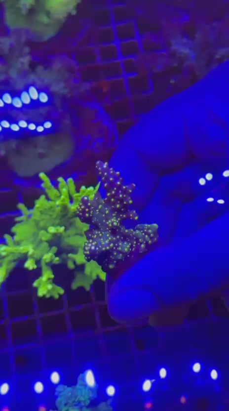 Acropora valida blueberry tricolor