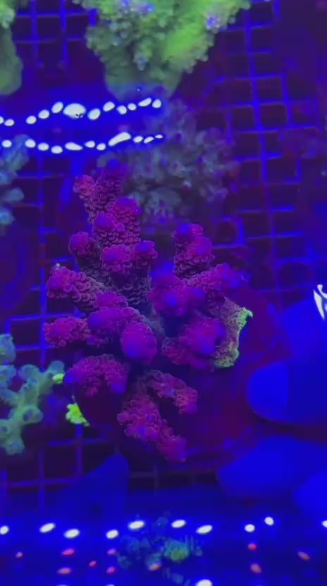 Acropora nasuta colony rainbow paradise
