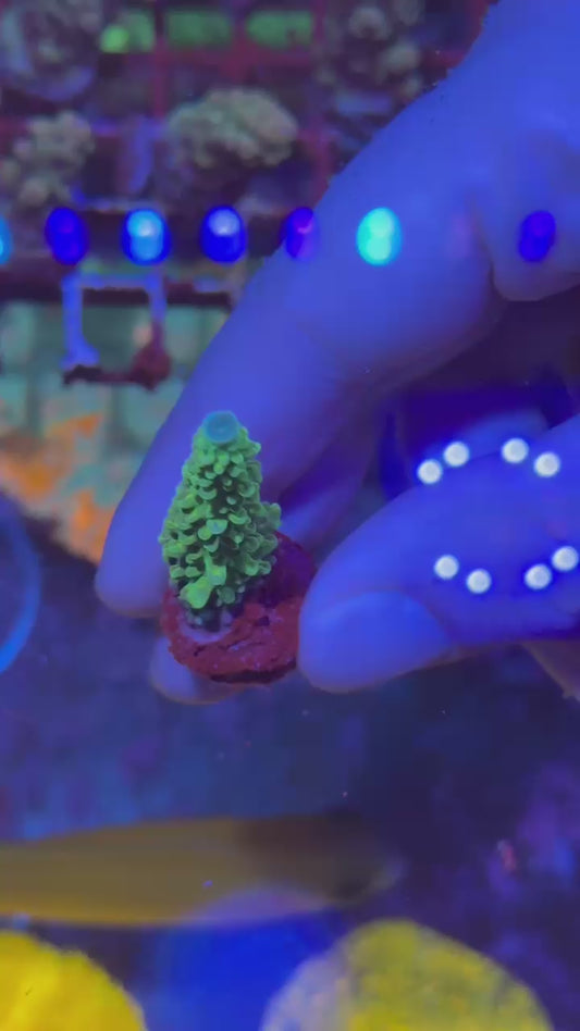 Margaritaville acro (Acropora sp.)