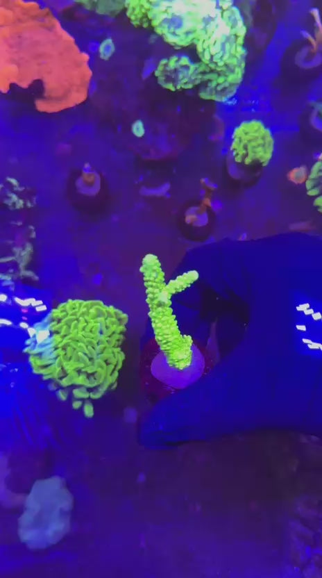 Acropora formosa green slime