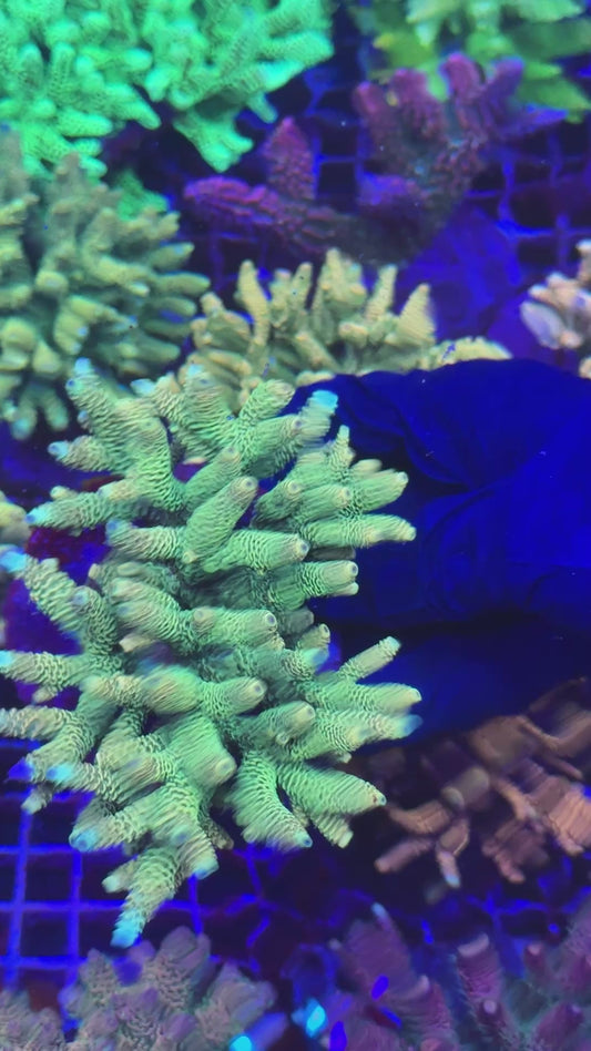 CG Green Milly colony (Acropora millepora)