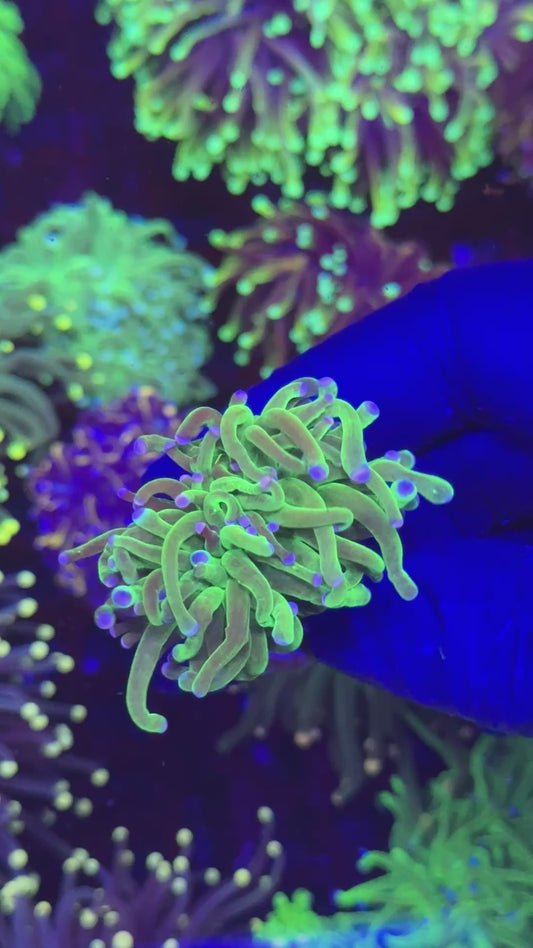 Harlequin torch ( Euphyllia glabrescens )