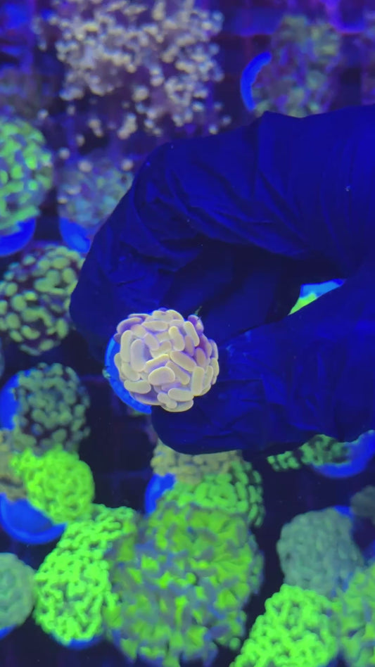 Orange hammer (Euphyllia paraancora)