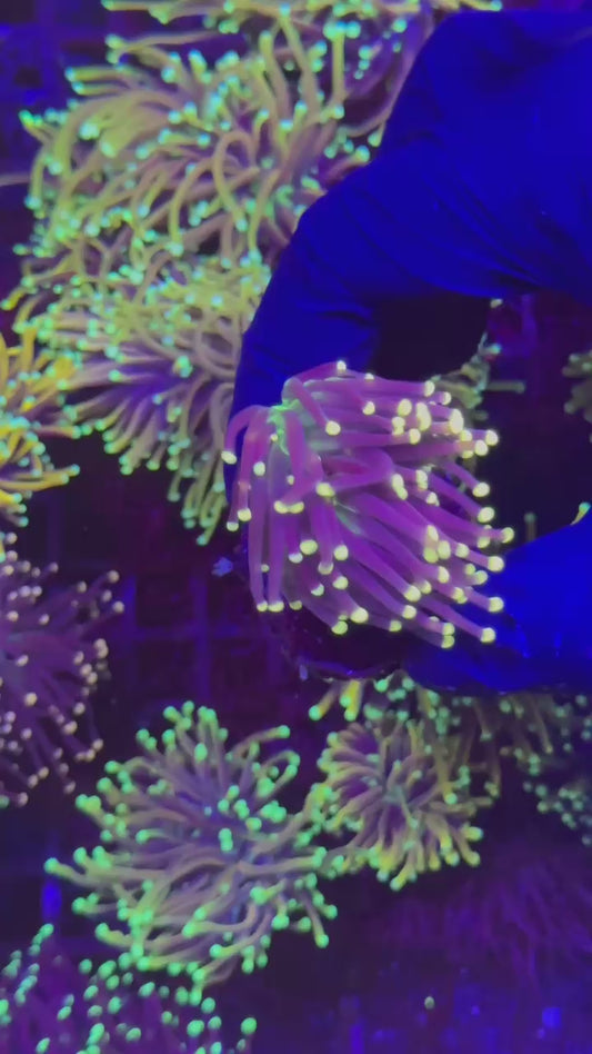 Batman torch 1h (Euphyllia glabrescens)