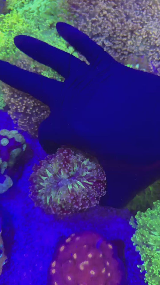 Pink & green center divisa (Euphyllia divisa)