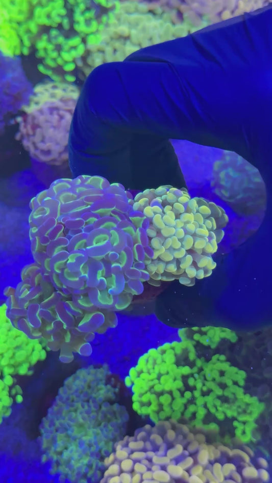 Ultra combo hammer (Euphyllia paraancora)