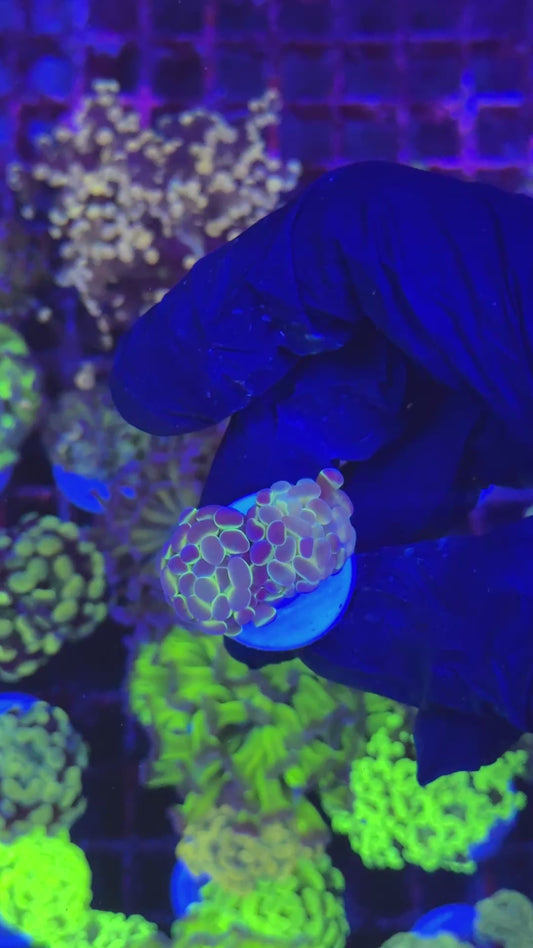 Hologram hammer (Euphyllia paraancora)