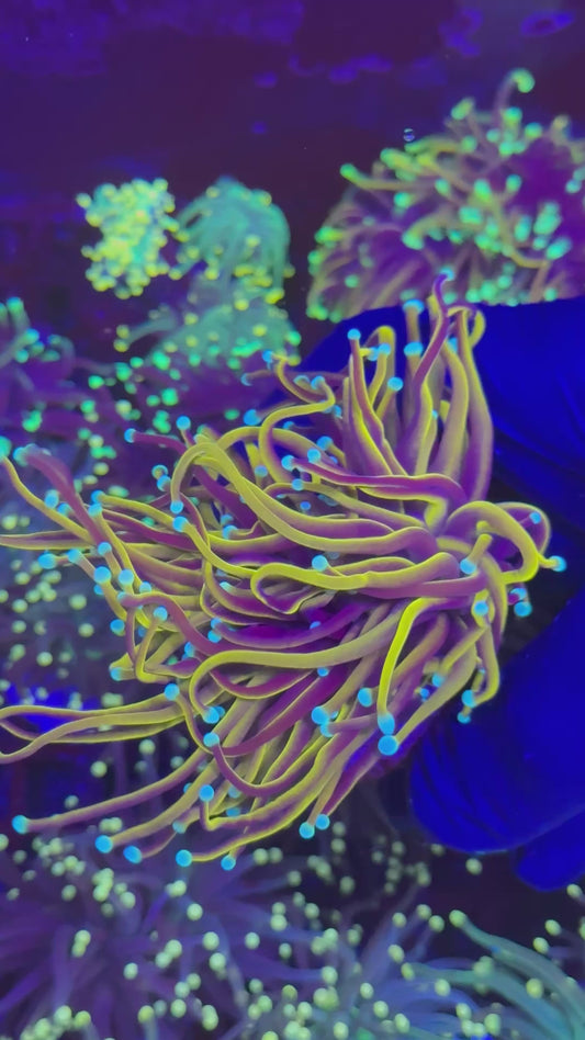 Master Sun of God torch (Euphyllia glabrescens)