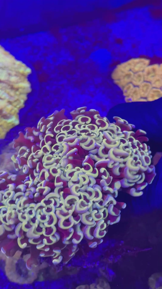 Orange hammer (Euphyllia ancora)