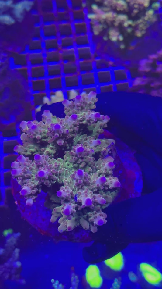 Rainbow deep water (Acropora sp.)